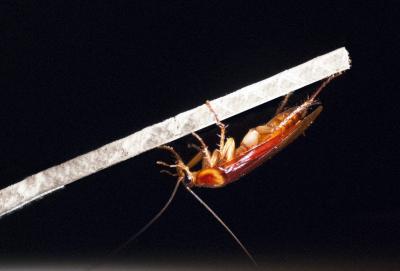 Cockroach Under Ledge