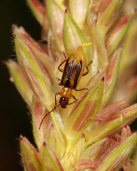 Western Corn Rootworm Beetle