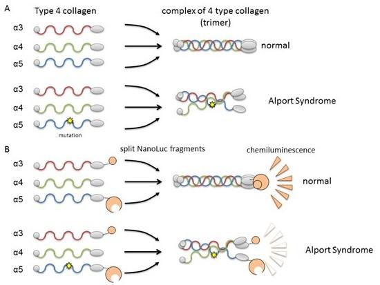 Formation of Collagen IV Trimer and Its Monitoring System