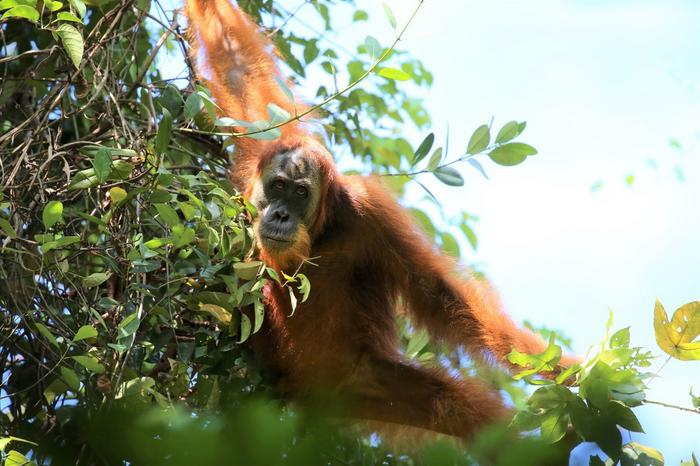 Sumatran orangutan