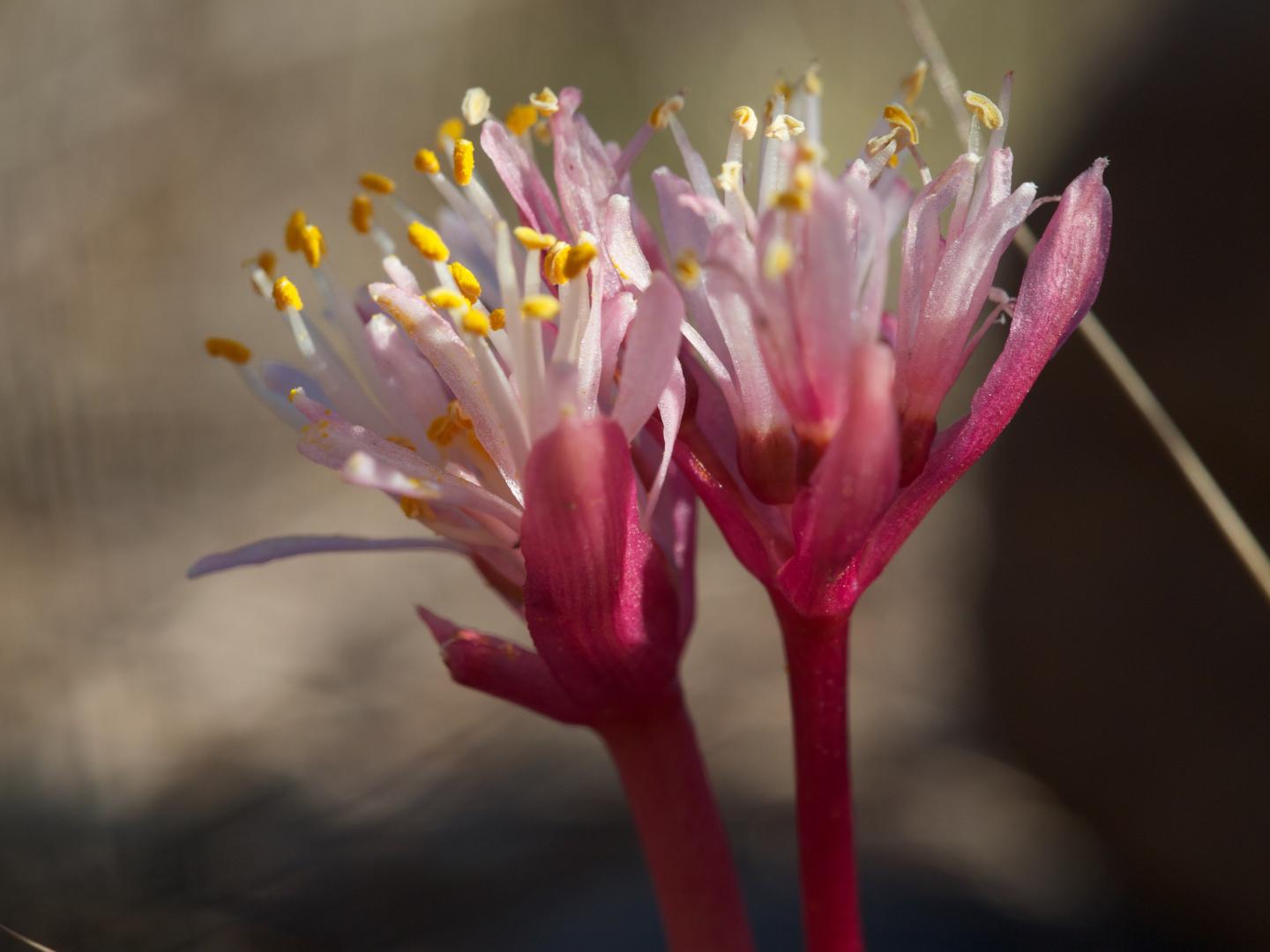 Paintbrush lily ( Haemanthus [IMAGE] EurekAlert! Science News Releases