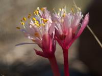 Paintbrush lily (<i>Haemanthus pumilio</i>) in Duthie Nature Reserve, South Africa