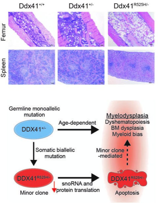 How rare cells with biallelic DDX41 mutations can drive MDS