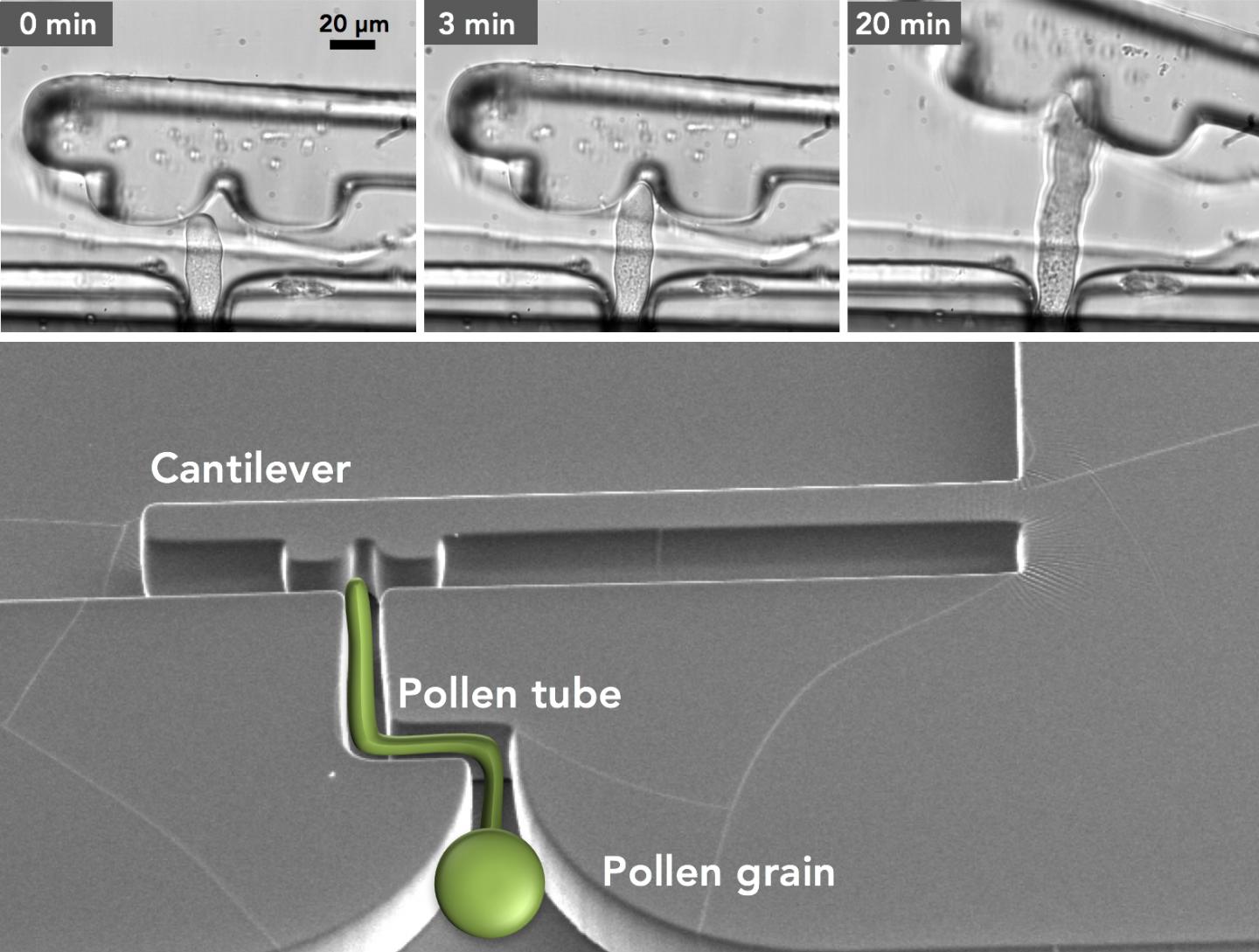 Lab On A Chip Designed To Meas Image Eurekalert Science News Releases