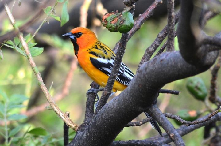 streak-backed oriole