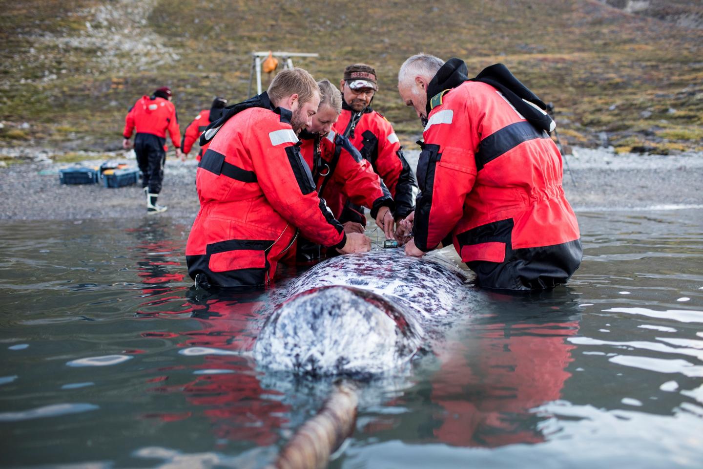 Tagging of narwhal in East Greenland