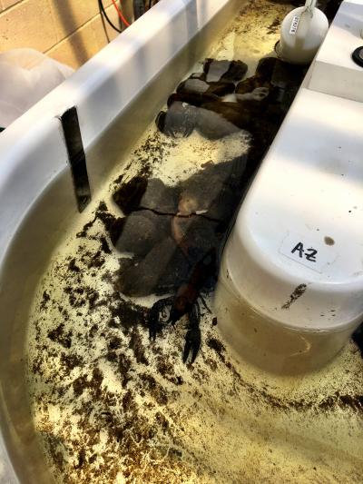 Crayfish in an Artificial Stream 