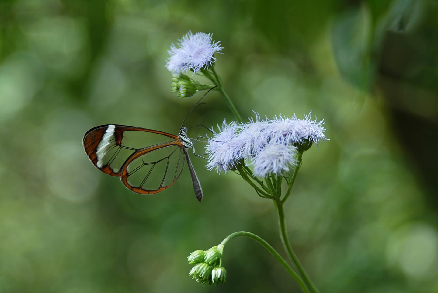 Glasswing Butterfly at Flower