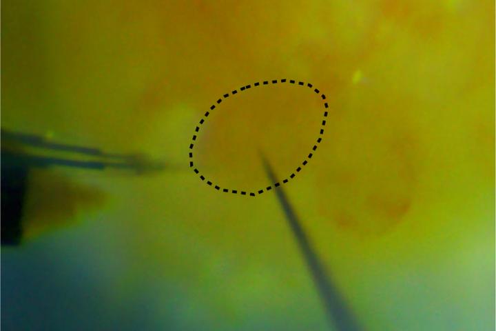 Cell Internal Thermometer