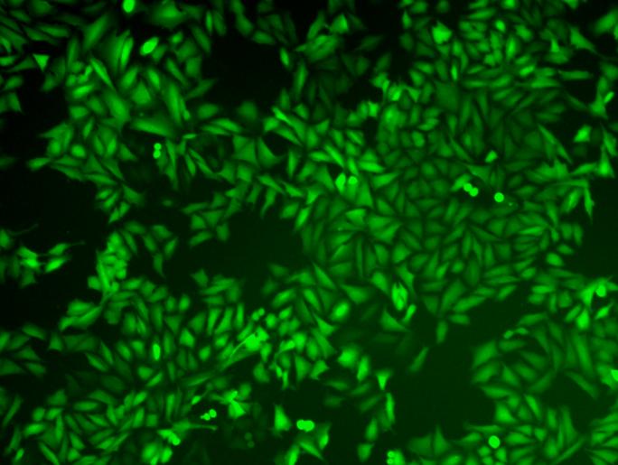 Drug Shows Promise Against Multiple Cancers