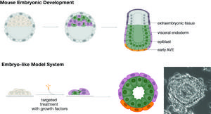 Development of embryonic stem cells