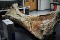 3-D Scanning a Dinosaur Bone
