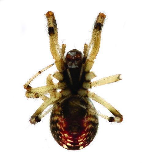 <i>Anelosimus Moramora</i>