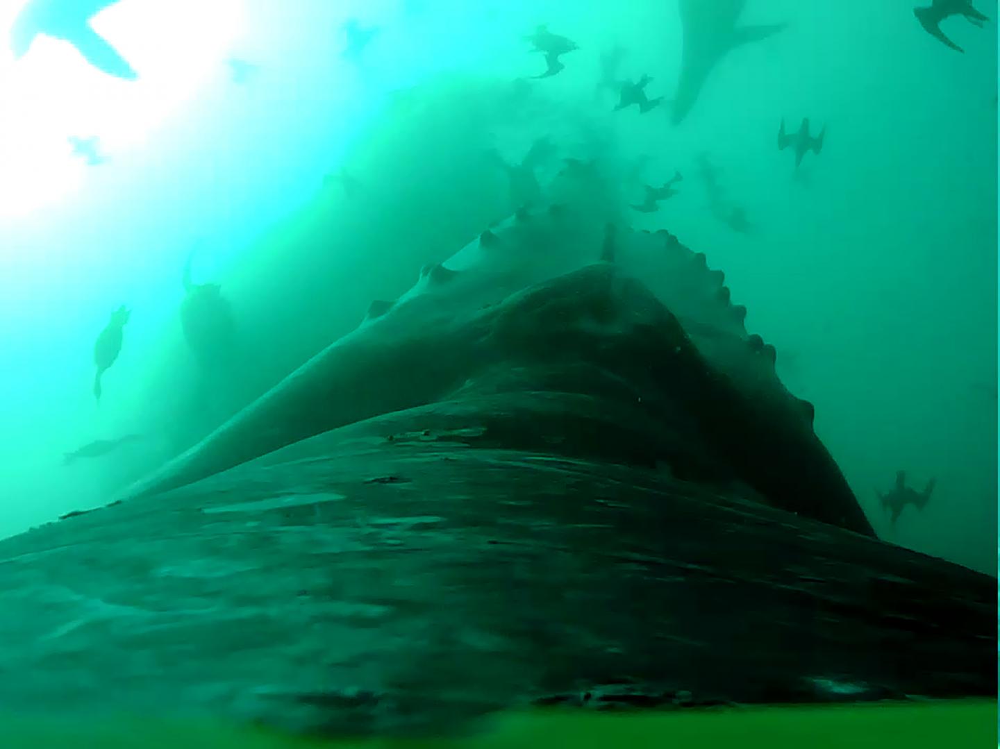 A Humpback Whale Lunges at a Large Patch of Anchovies.