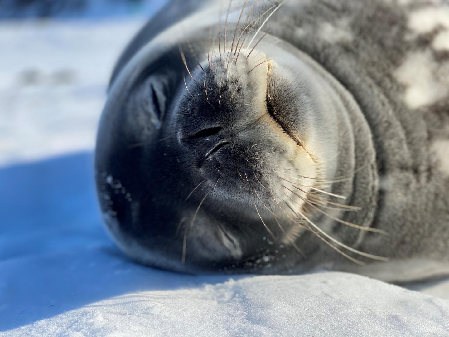 Weddell seal