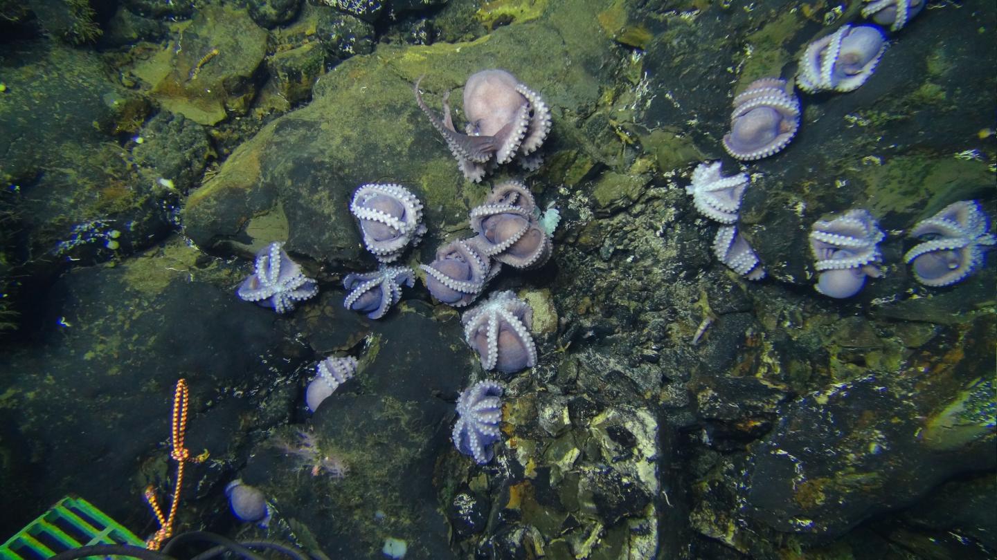 Octopus Colony