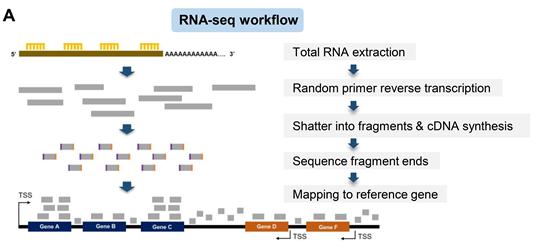 SARS-CoV-2 Receptor Gene Expression