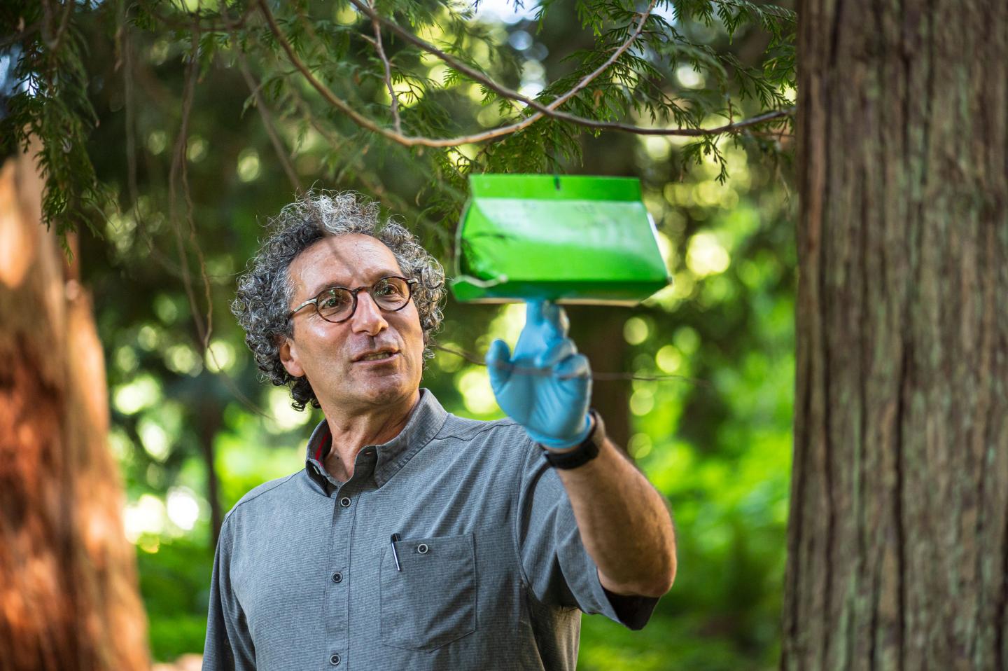 UBC Professor Richard Hamelin Inspecting a Gypsy Moth Trap
