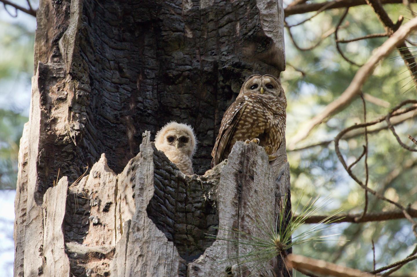 Spotted Owls