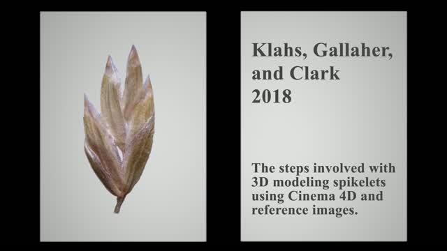 An Animation of the Steps Required for 3D Modeling of Grass Spikelets using Cinema 4D Software