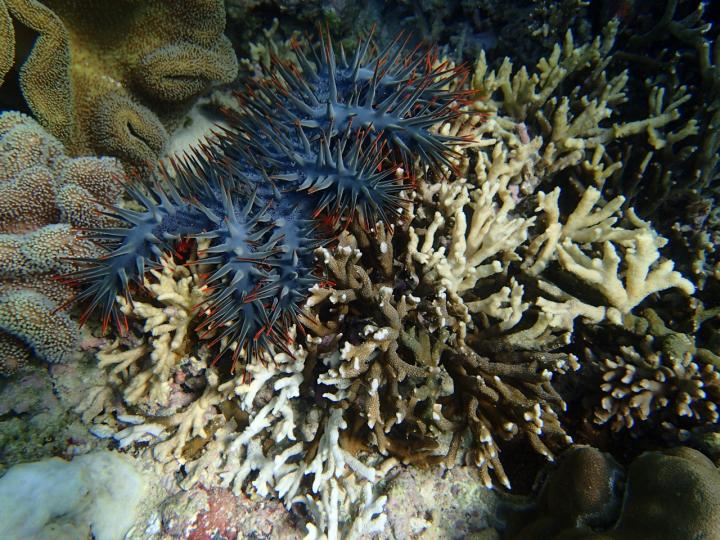 Crown of Thorn Starfish off the Coast of Okinawa