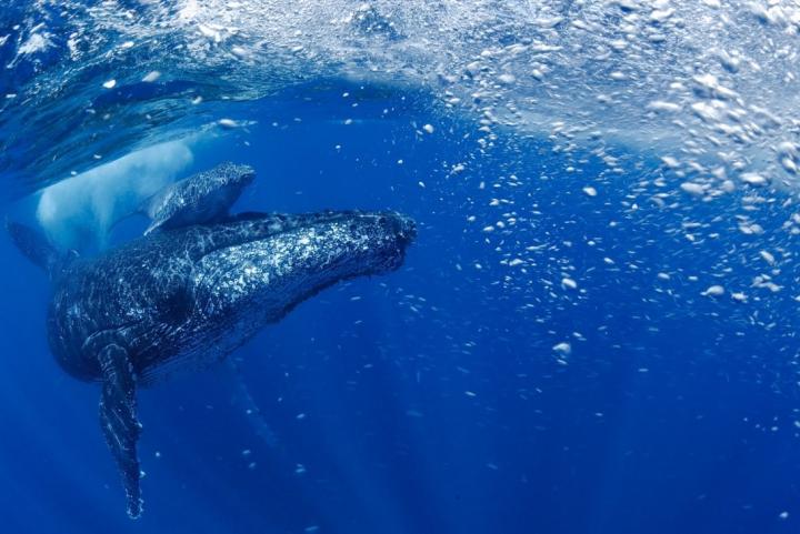 Humpback with Calf