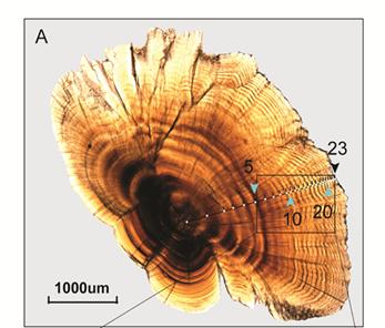 Sectioned Otolith of <em>G. selincuoensis</em>