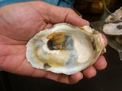 Post-Spill Oyster Shell