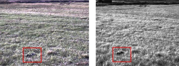 Python in grass [IMAGE] | EurekAlert! Science News Releases