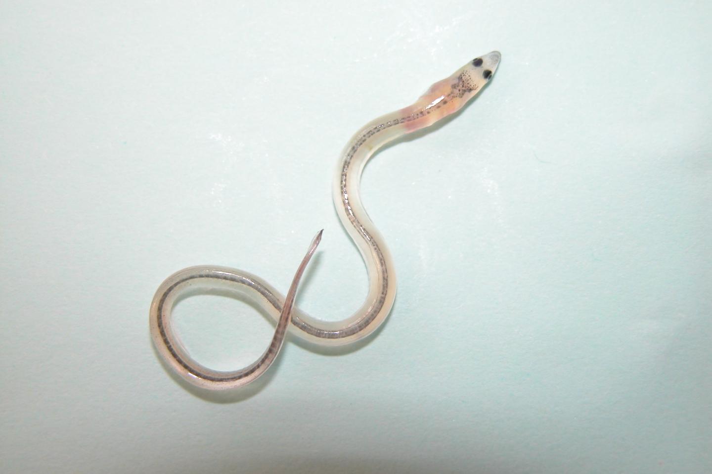 Glass Eel [IMAGE] EurekAlert! Science News Releases