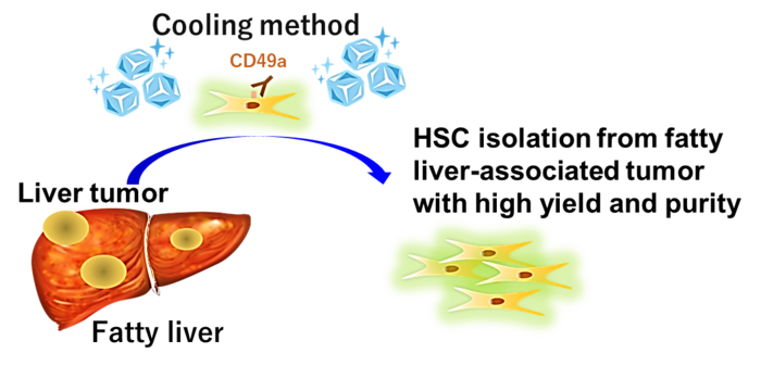 A new method to isolate hepatic stellate cells from fatty tumor-bearing livers in both mice and humans