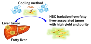 A new method to isolate hepatic stellate cells from fatty tumor-bearing livers in both mice and humans