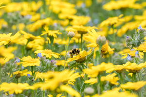 White-tailed bumblebee