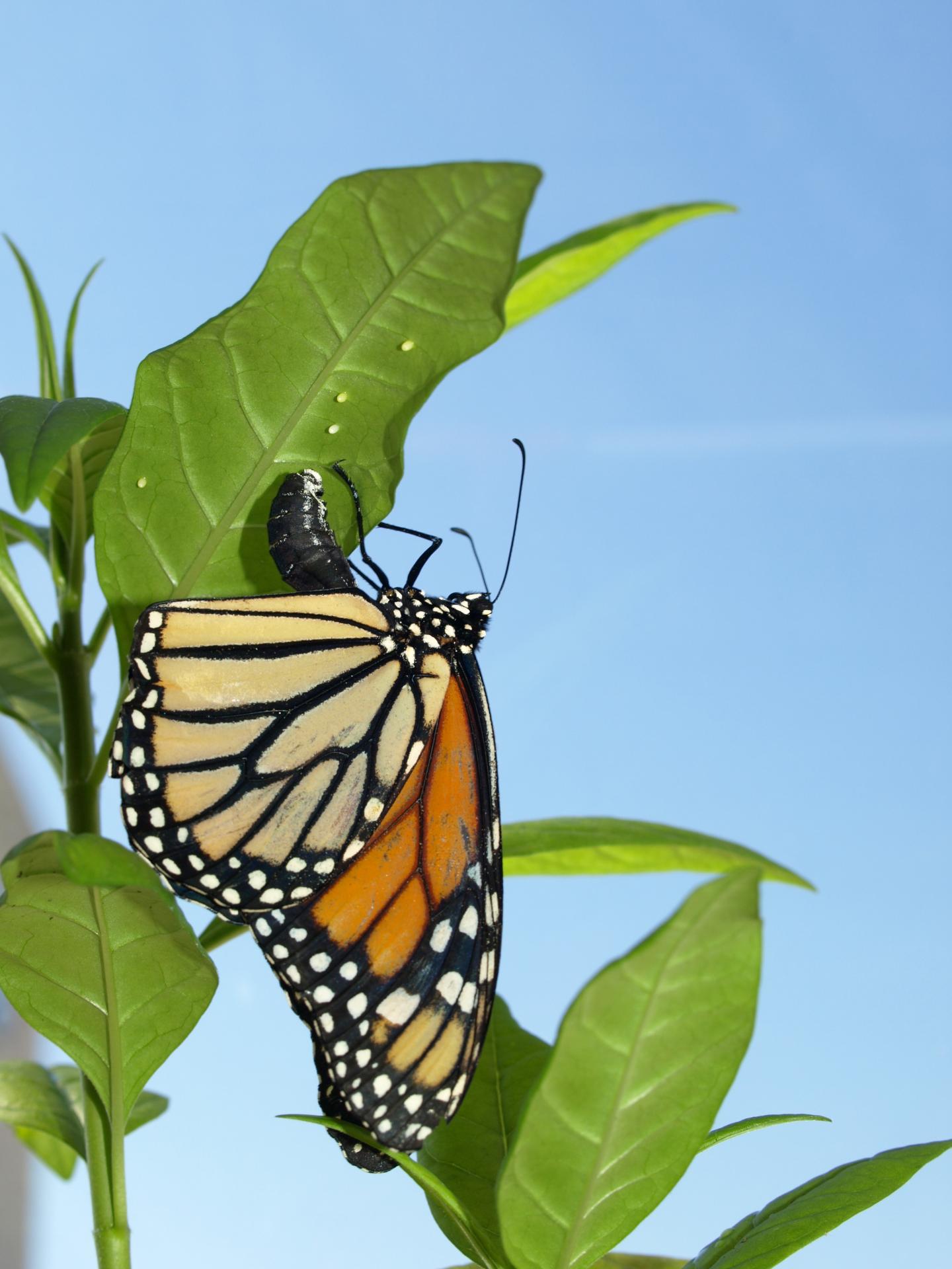 Monarch Laying Eggs on Tropical Milkweed