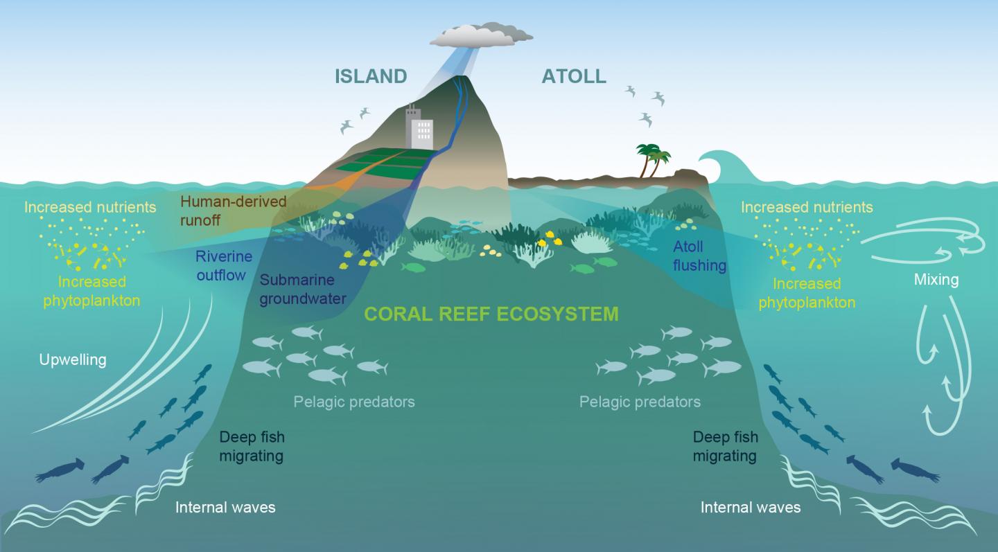 Research explains near-island biological hots