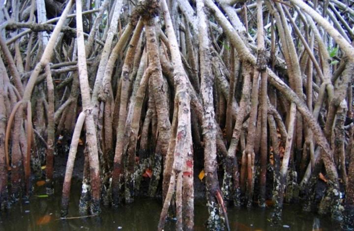 Mangrove Trees