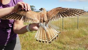 Nankeen kestrel