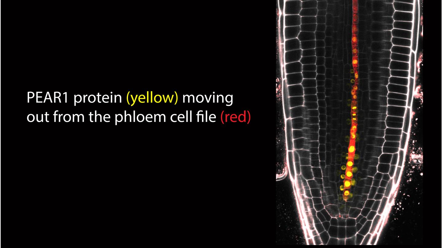PEAR 1 Protein Moving out from the Phloem Cell