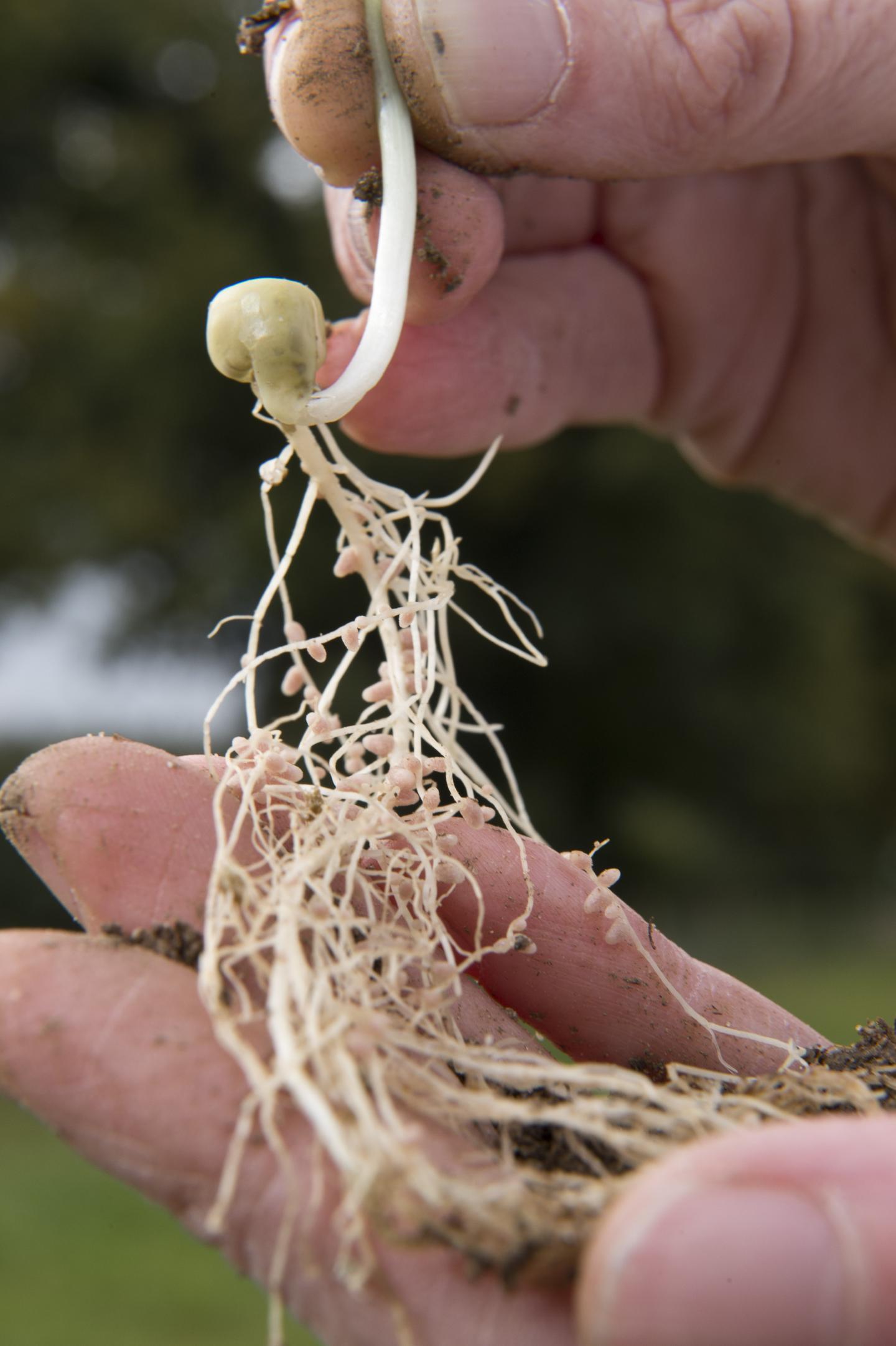 Root Nodules of a Legume