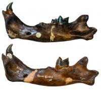 Jaws of Smilodon fatalis