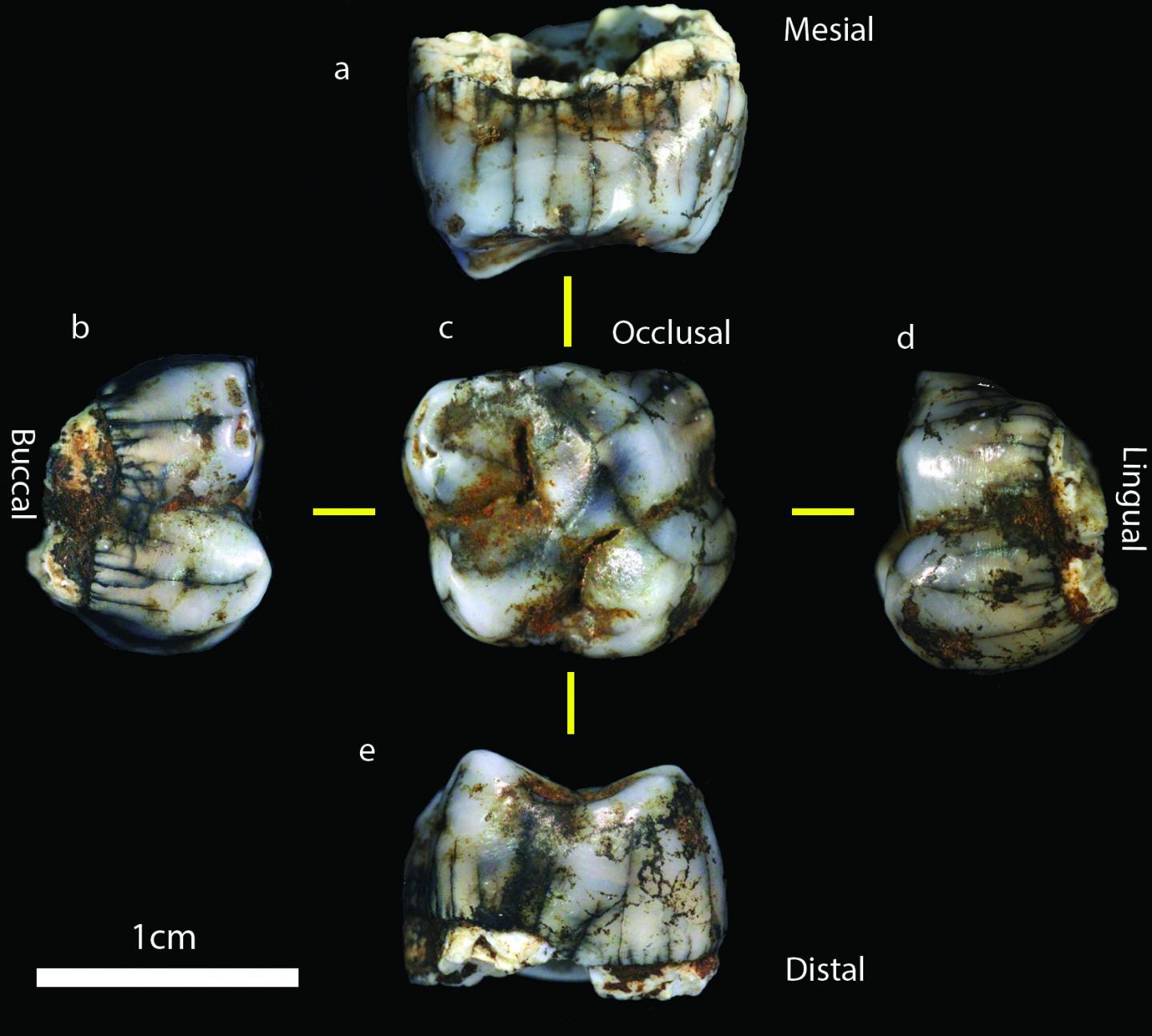 Homonin Molar