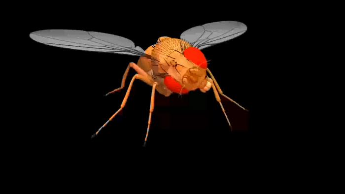 Anatomically accurate fruit fly body model
