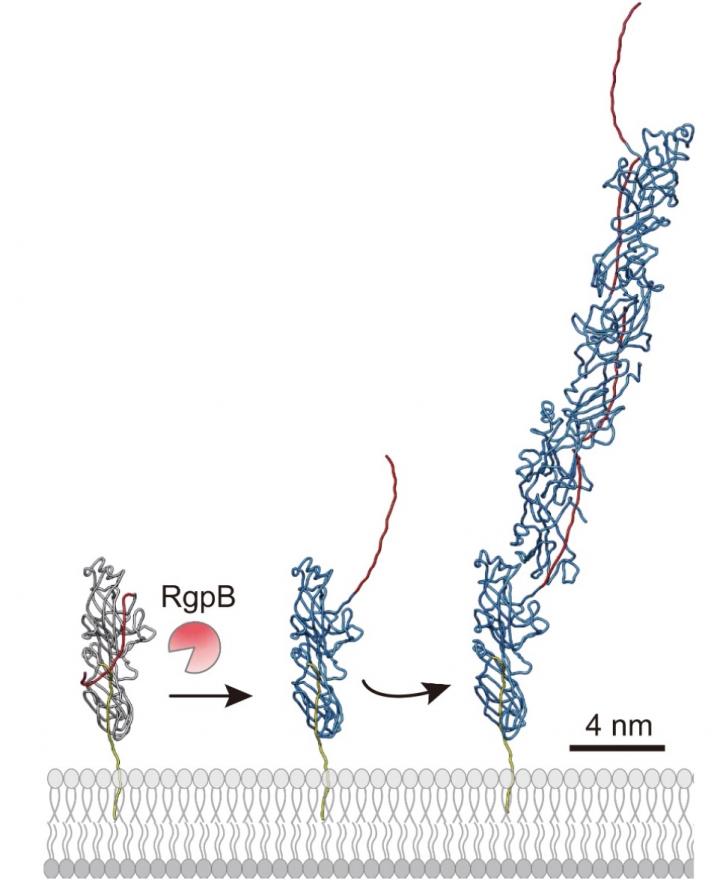 Pilus Assembly Model [IMAGE] | EurekAlert! Science News Releases