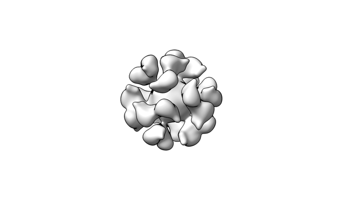 model of the EBV gp350-ferritin nanoparticle