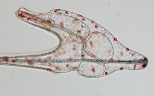 Pluteus larva of a sea urchin, Hemicentrotus pulcherrimus