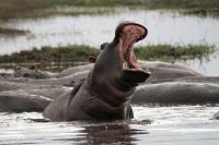 Hippos Are Dangerous for Conservationists to Monitor 
