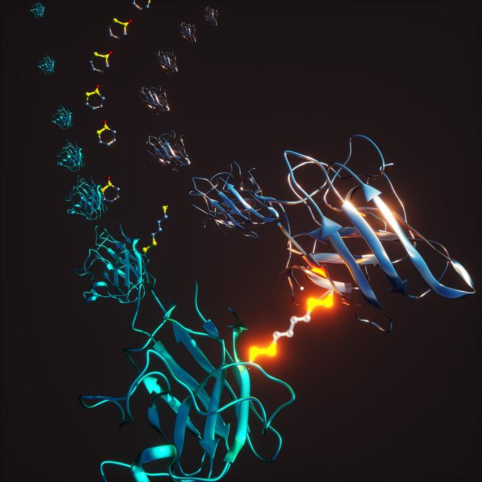 Mutations in the Cu-Zn superoxide dismutase 1 gene SOD1 can cause familial amyotrophic lateral sclerosis (fALS) in a process that involves dissociation of the SOD1 dimer