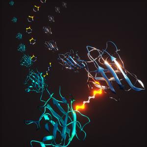 Mutations in the Cu-Zn superoxide dismutase 1 gene SOD1 can cause familial amyotrophic lateral sclerosis (fALS) in a process that involves dissociation of the SOD1 dimer