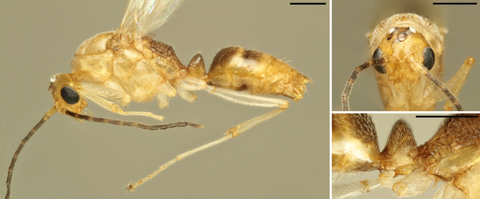Images of the male ant B. chinensis found in Naples and genetically identified by the IBE research team.