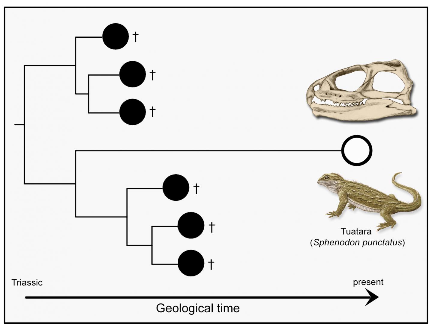 Tuatara -- a 'Living Fossil'